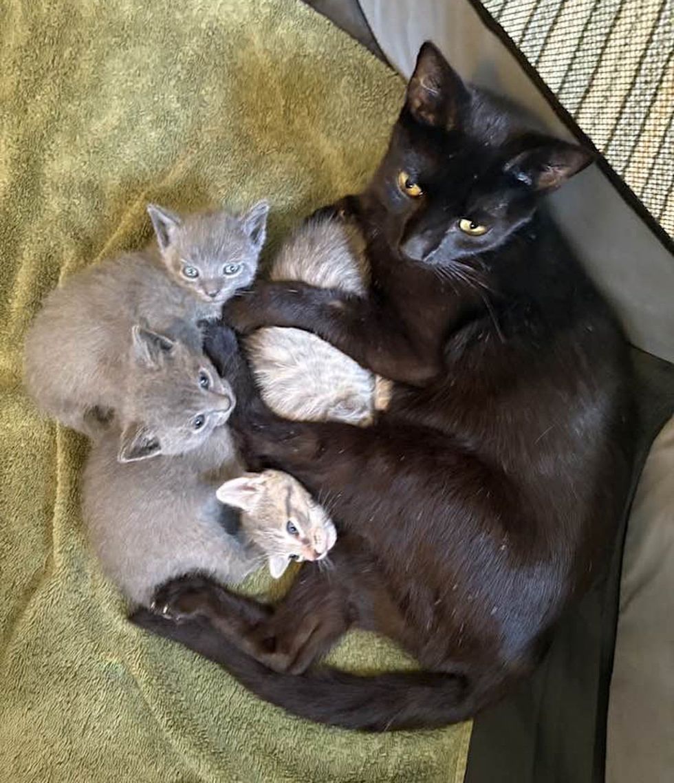 mother cat cuddles kittens