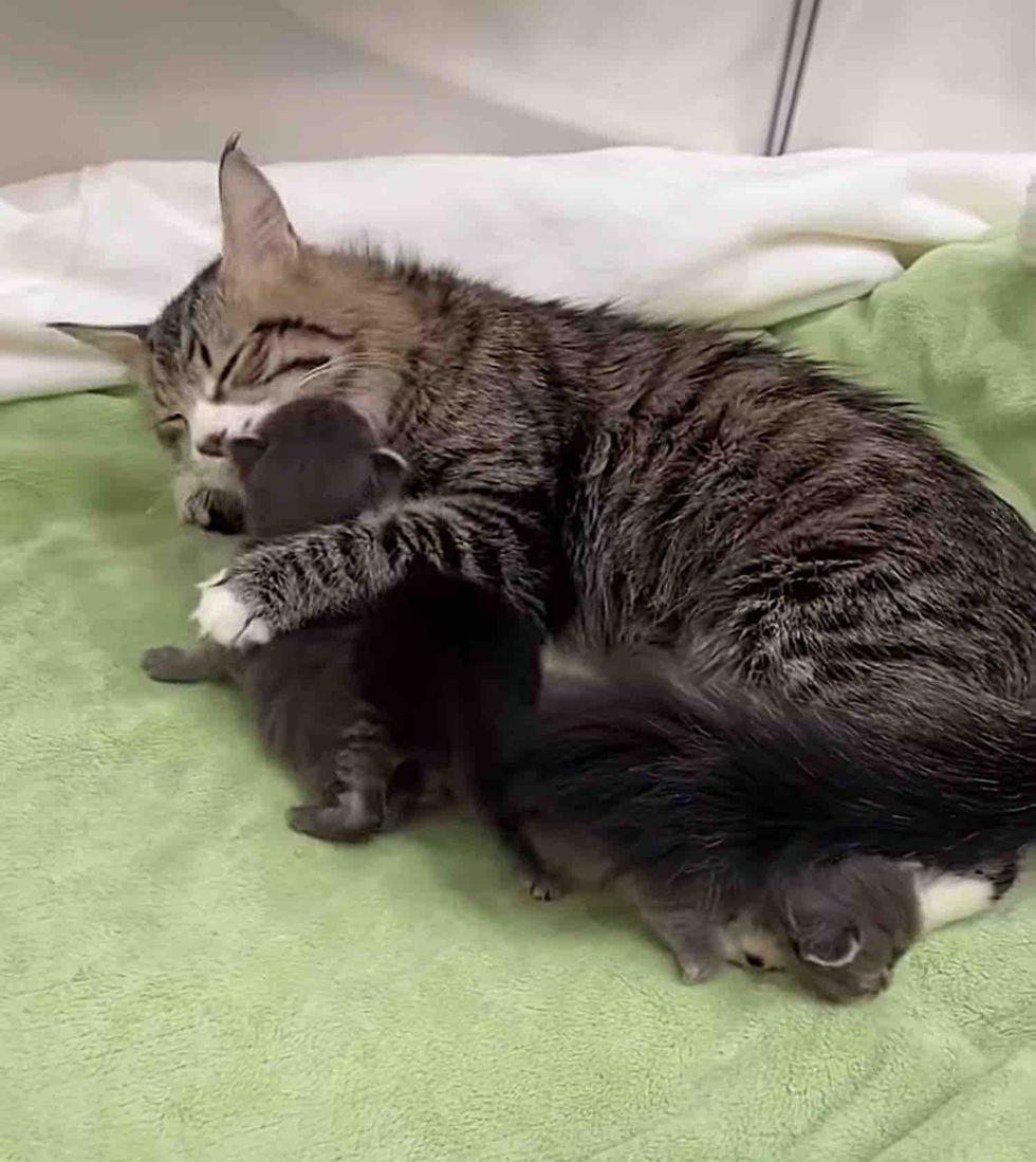 mother cat cuddles kittens