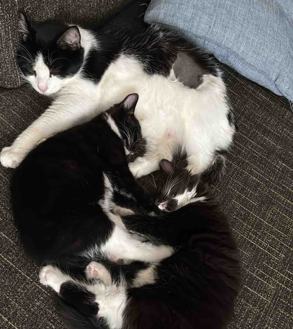 mother cat cuddles sleeping kittens