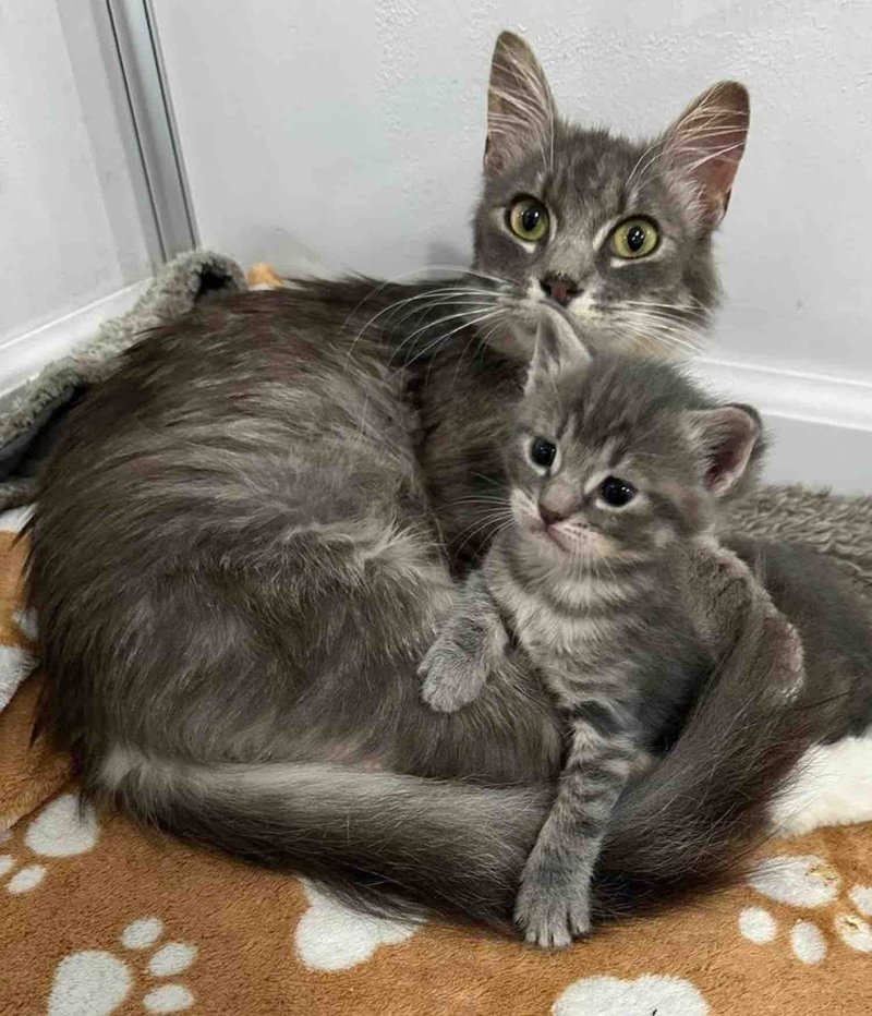 mother cat fluffy kitten