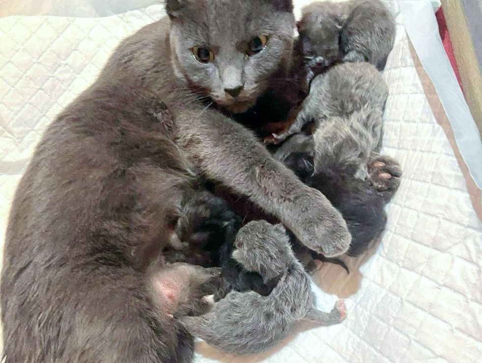 mother cat hugs kittens
