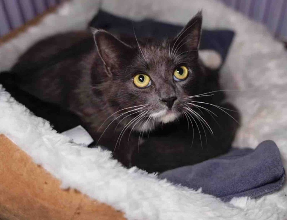 mother cat inside safe