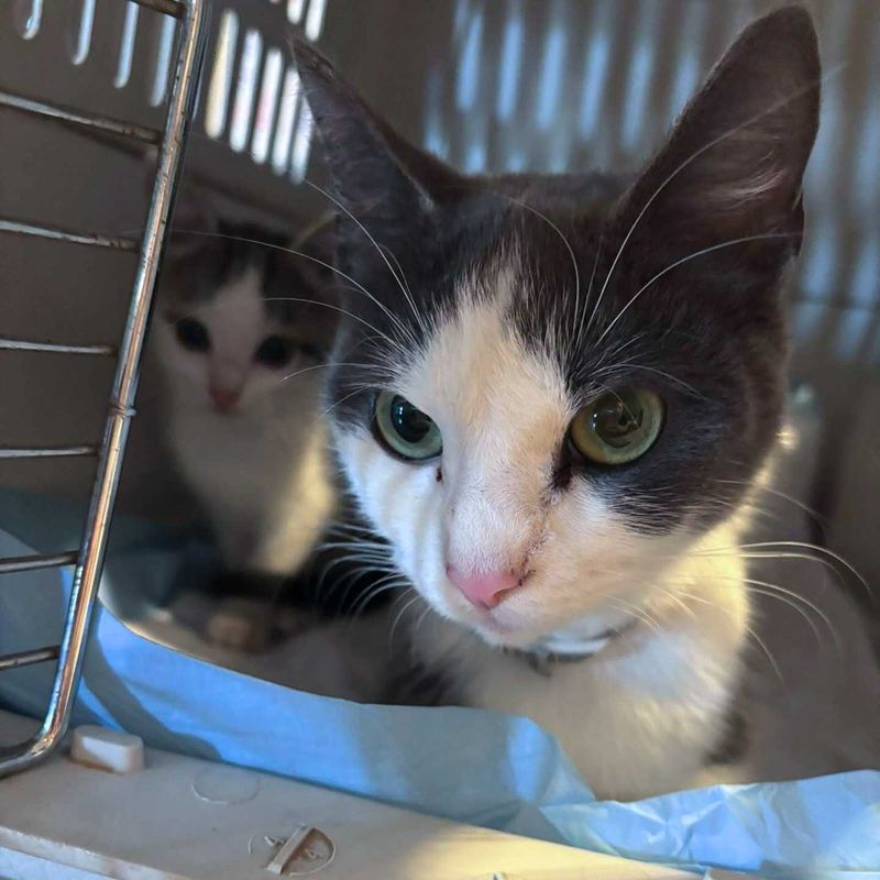 mother cat kitten carrier