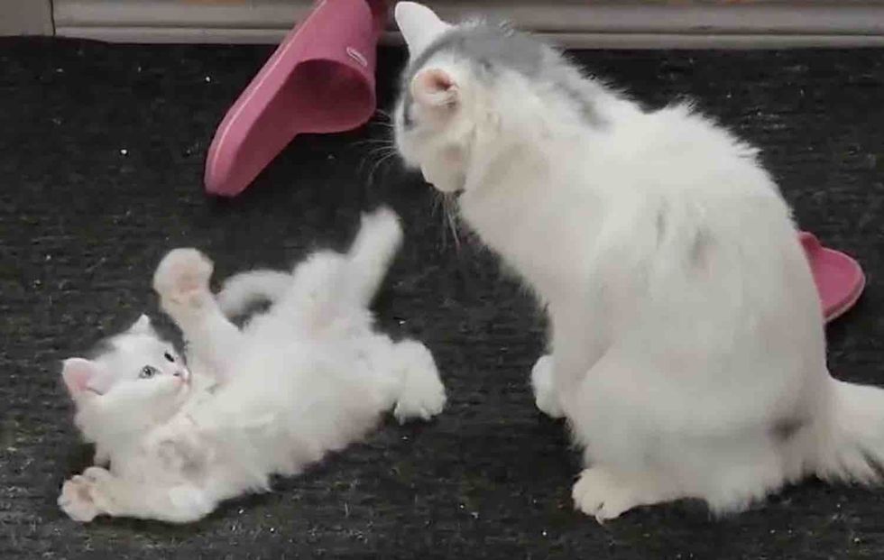 mother cat kitten look alike