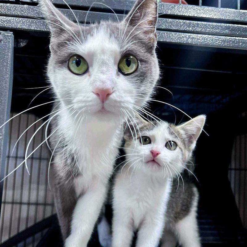 mother cat kitten shelter