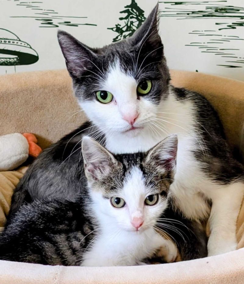 mother cat kitten snuggles