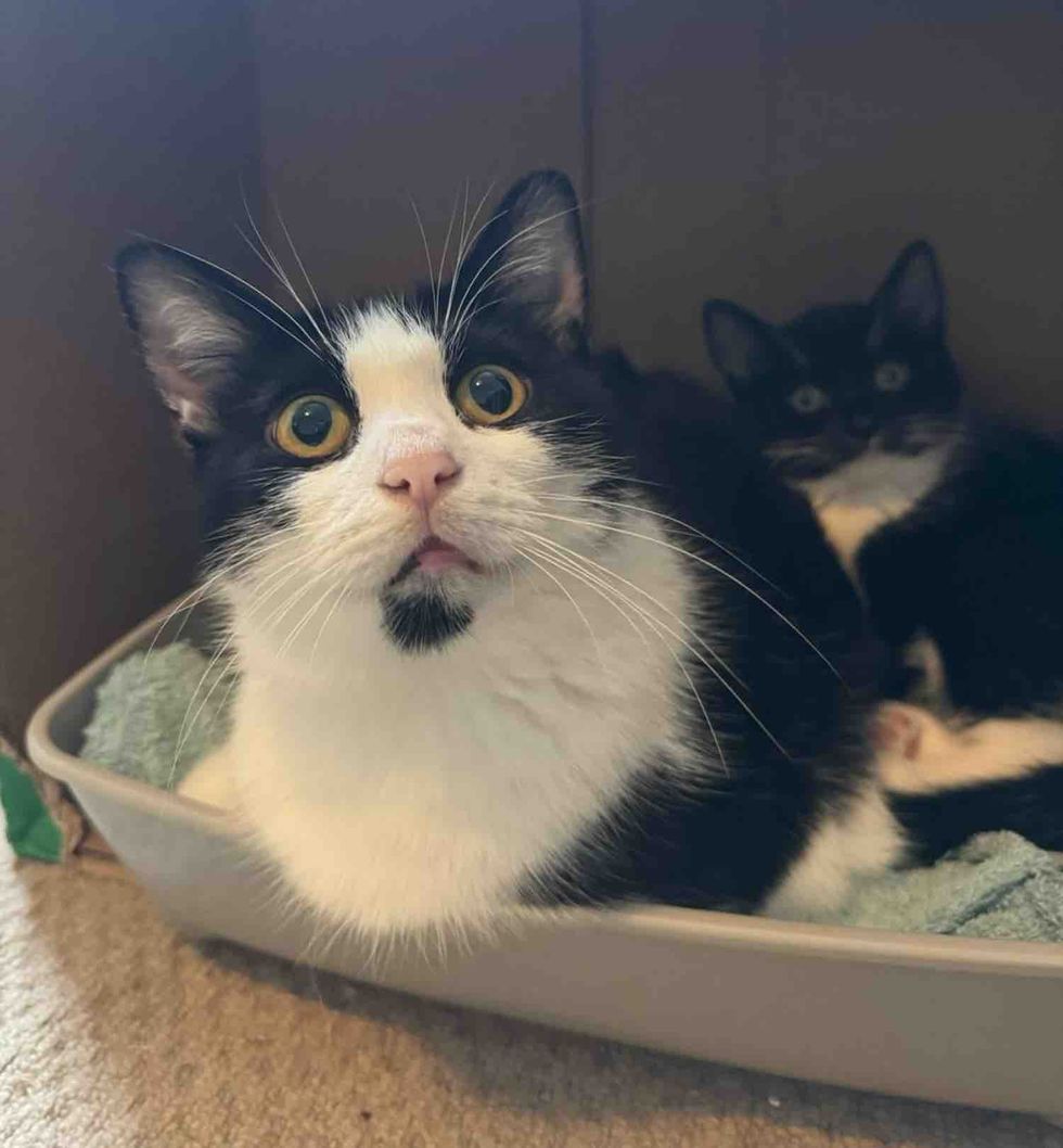 mother cat kitten snuggles