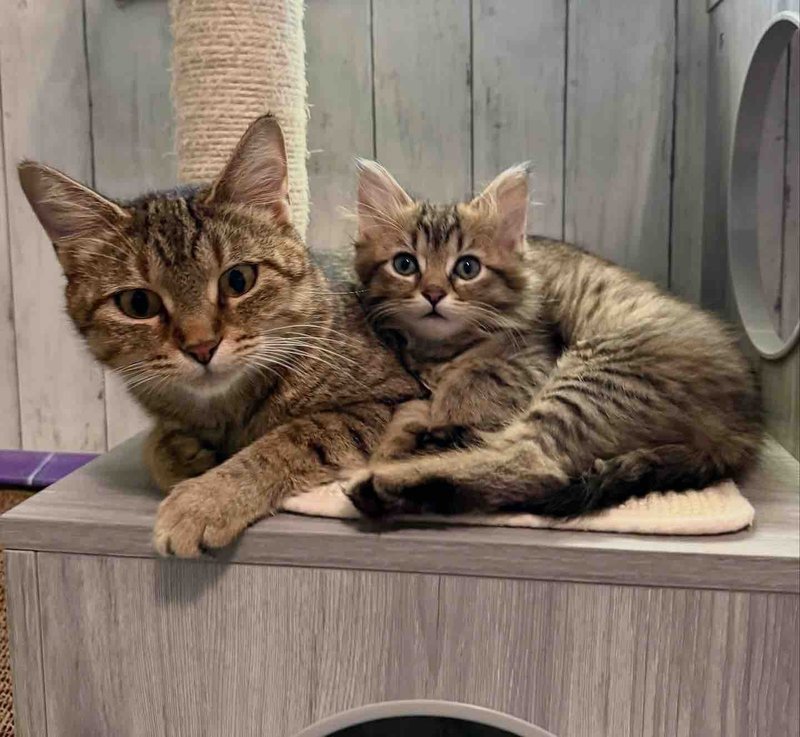 mother cat kitten tabbies