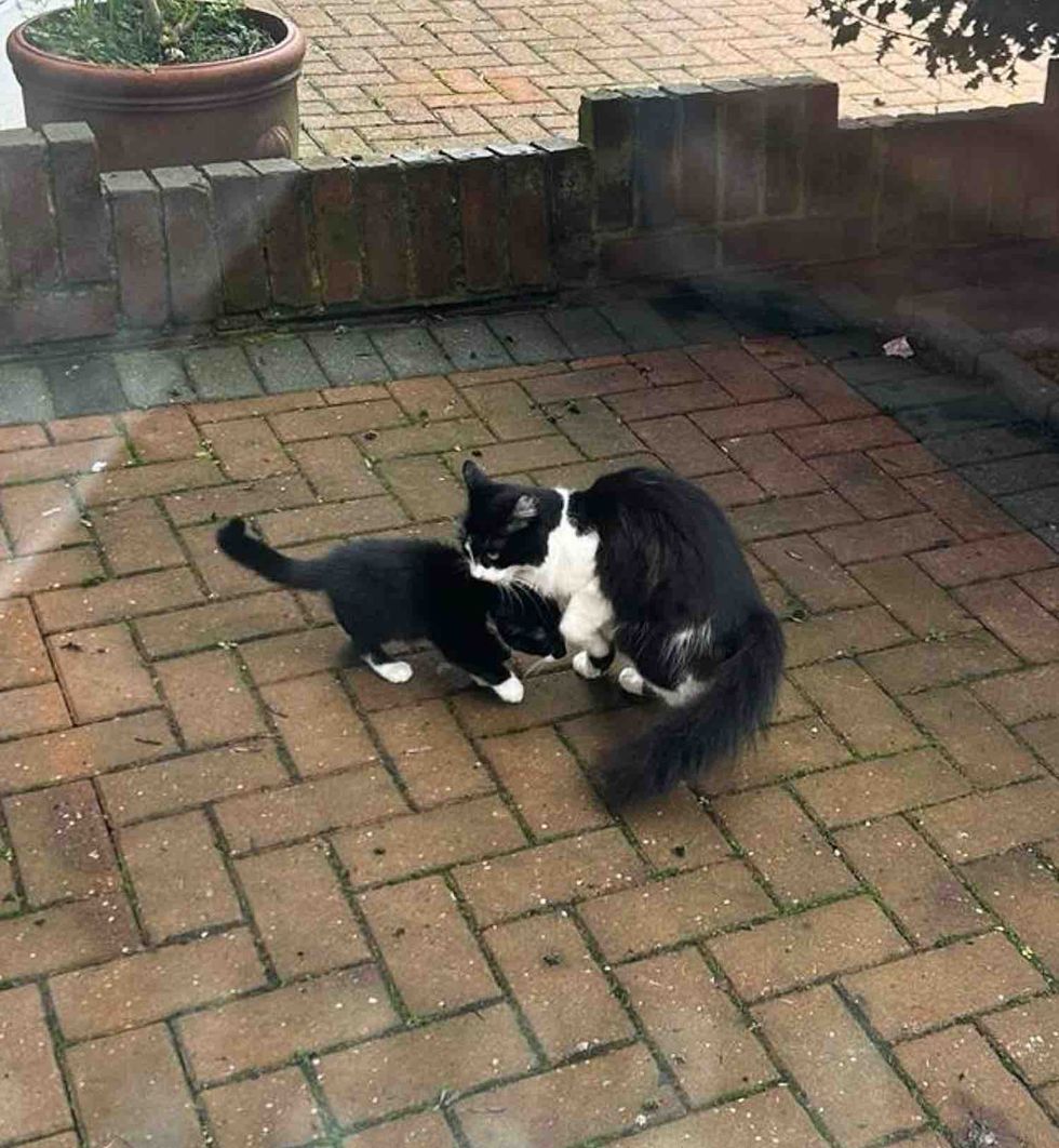 mother cat kitten yard