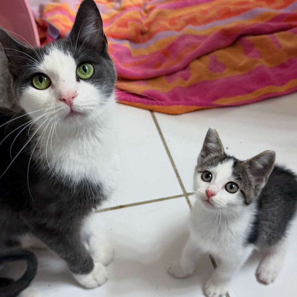 mother cat kitten
