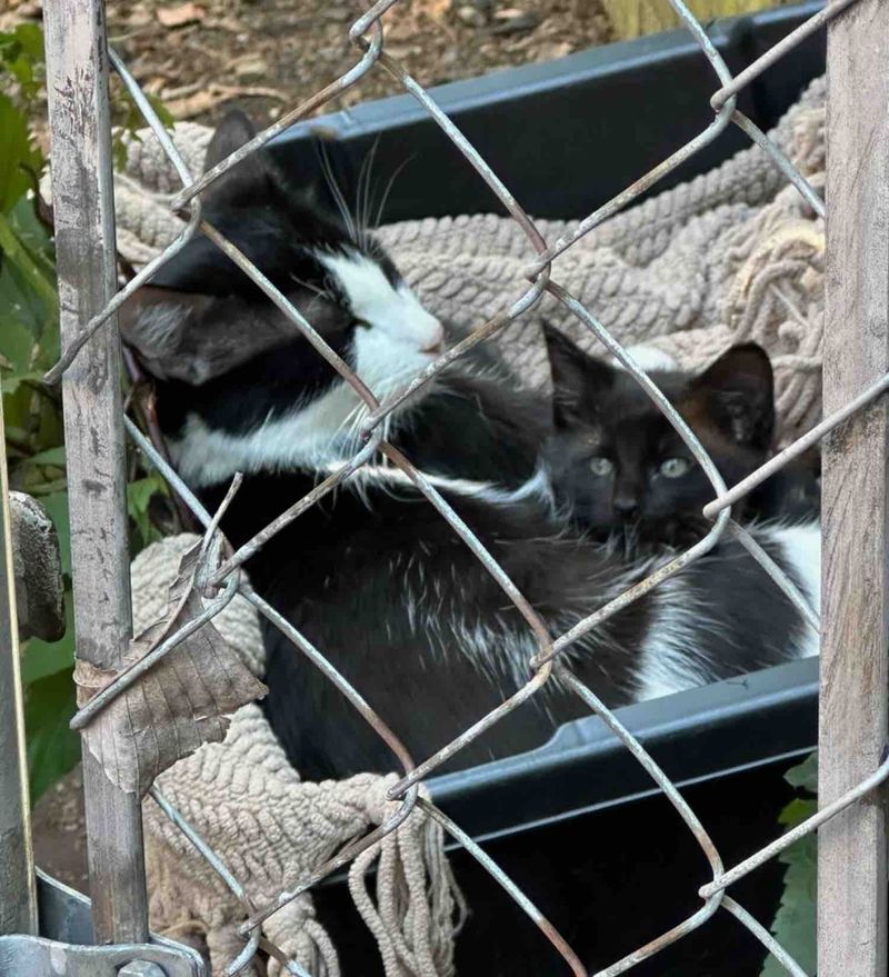 mother cat kittens alley