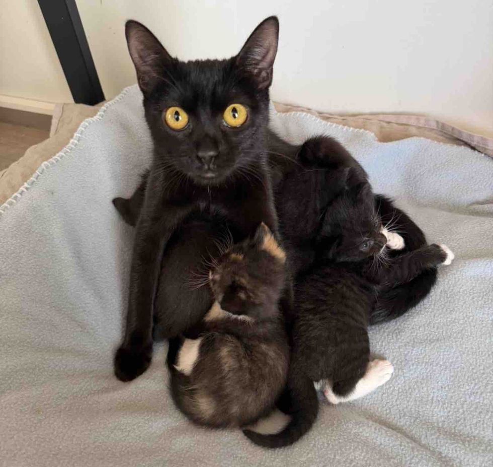 They Took a Chance on a Stray Cat, Not Long After Taking Her in, She Brought Kittens into the World