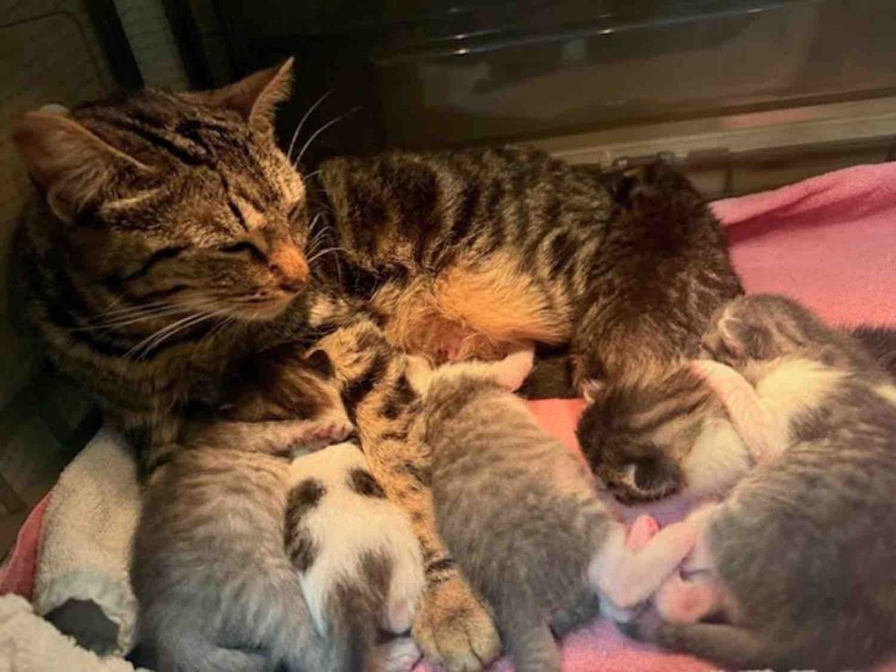 mother cat kittens incubator