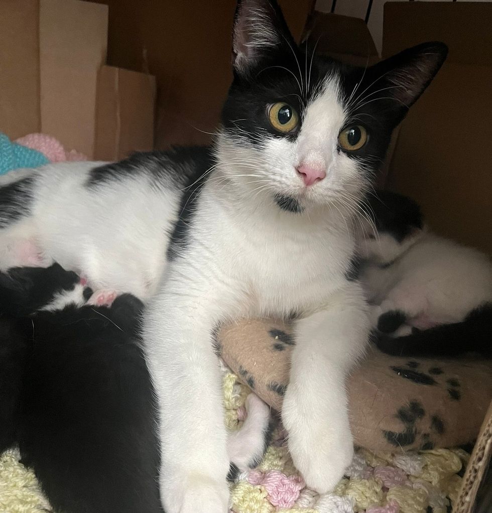 mother cat kittens nursing