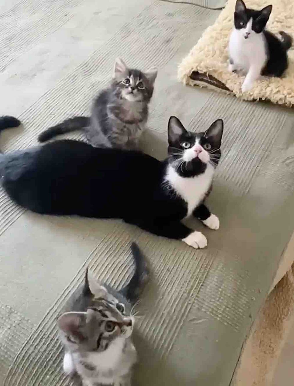 mother cat kittens playful