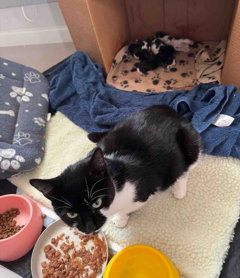 mother cat kittens sleeping