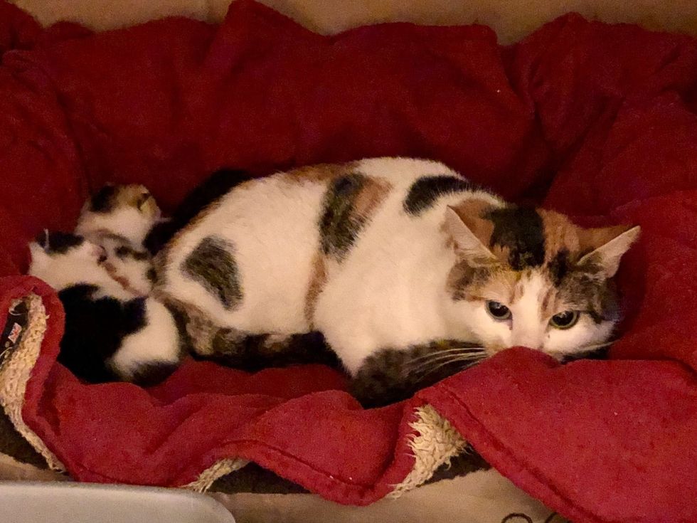 mother cat kittens snuggles