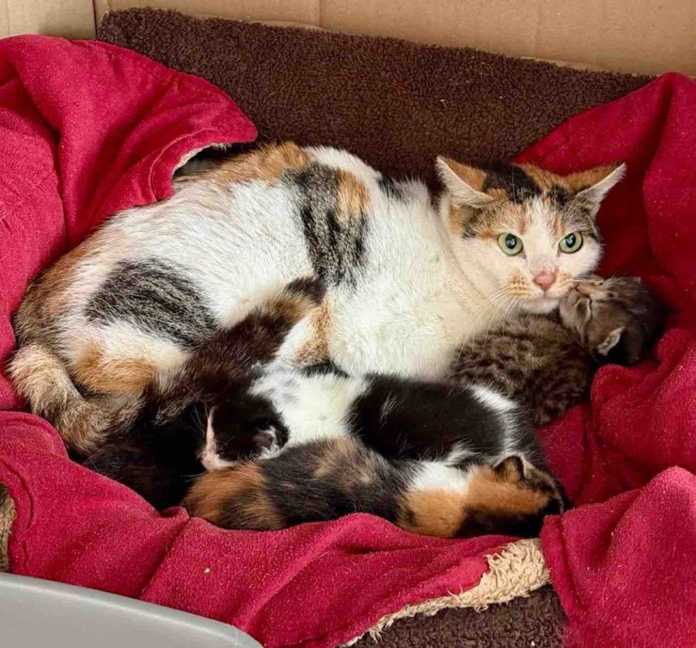 mother cat kittens snuggles