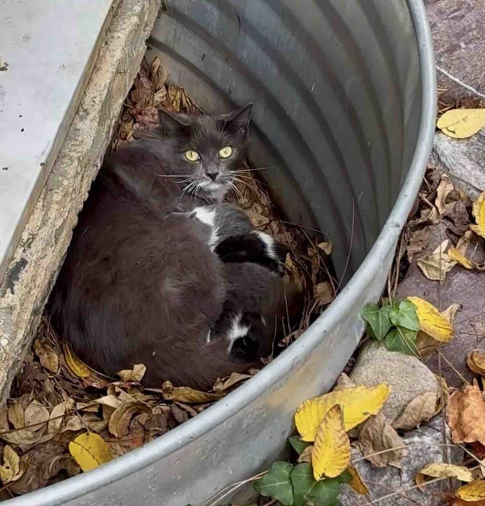 mother cat kittens tin barrel