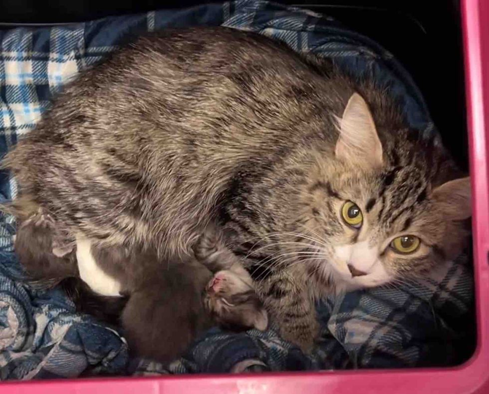 mother cat newborn kittens