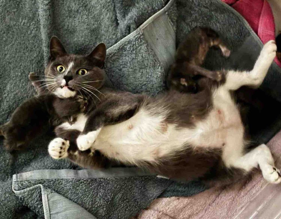 Cats Rescued from an Industrial Area Find Kind People Who Change Their Lives and Their Kittens’ Too