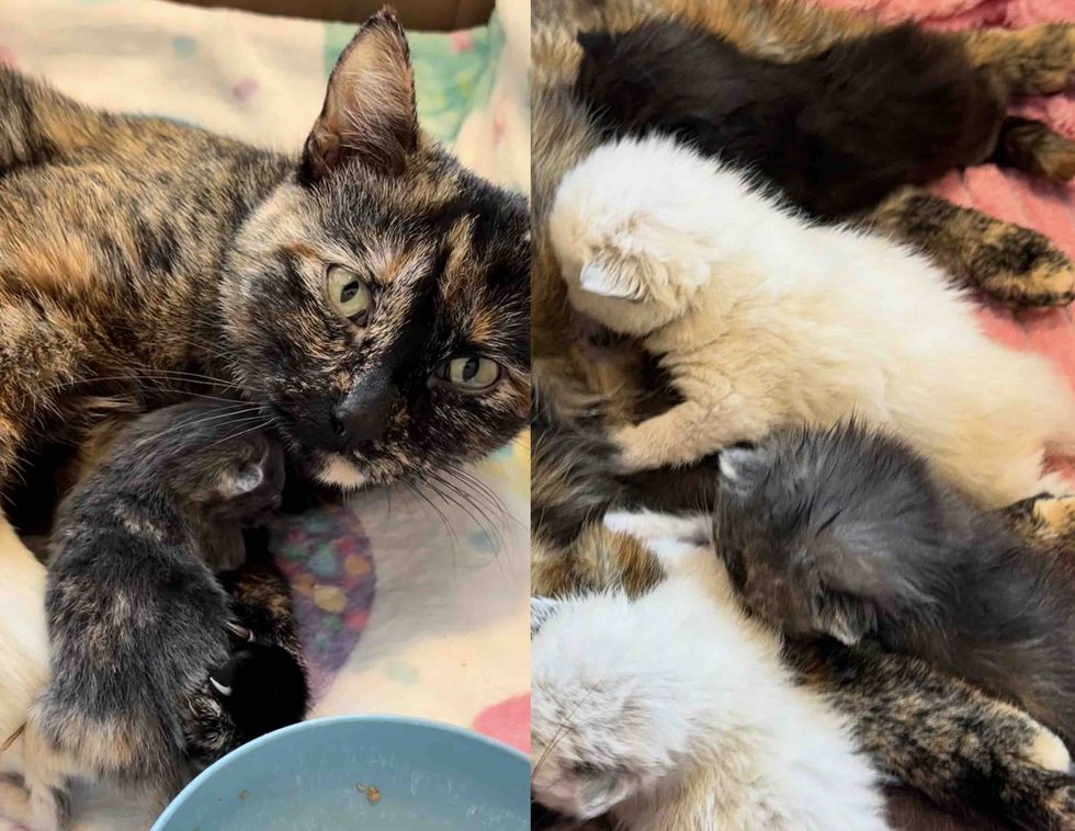 mother cat newborn kittens