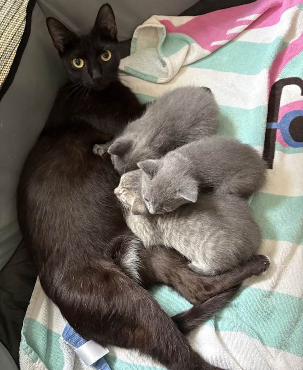 mother cat nursing gray kittens