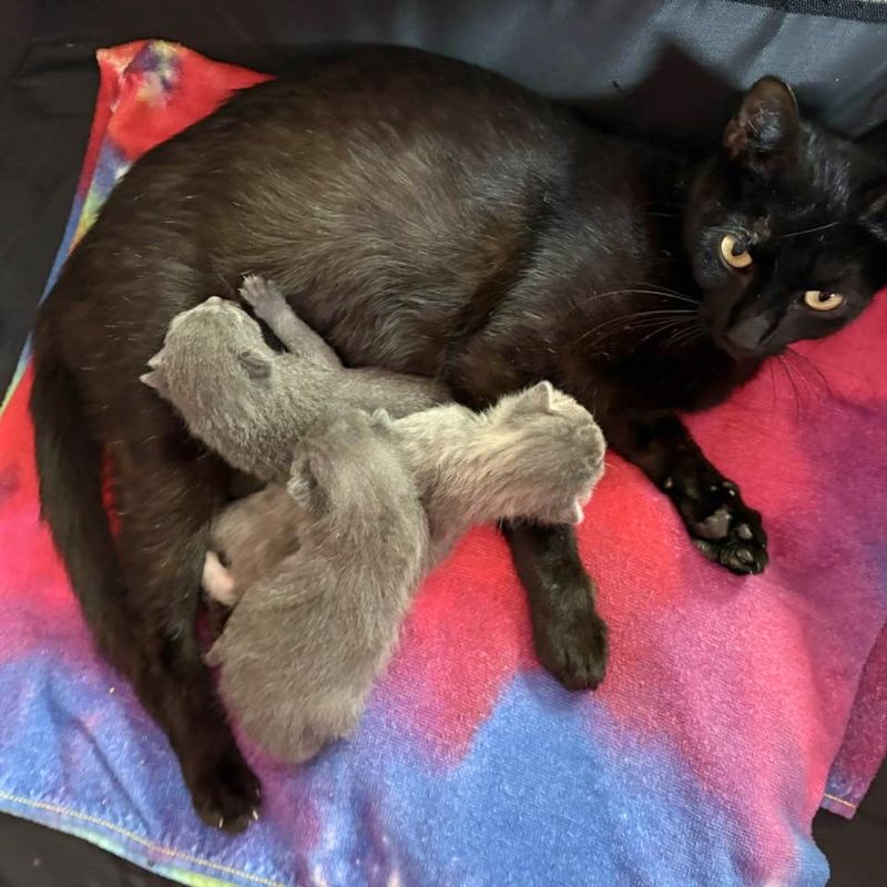 mother cat nursing kittens