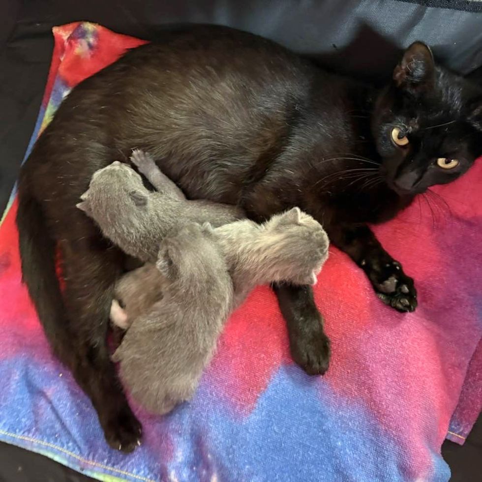 mother cat nursing kittens