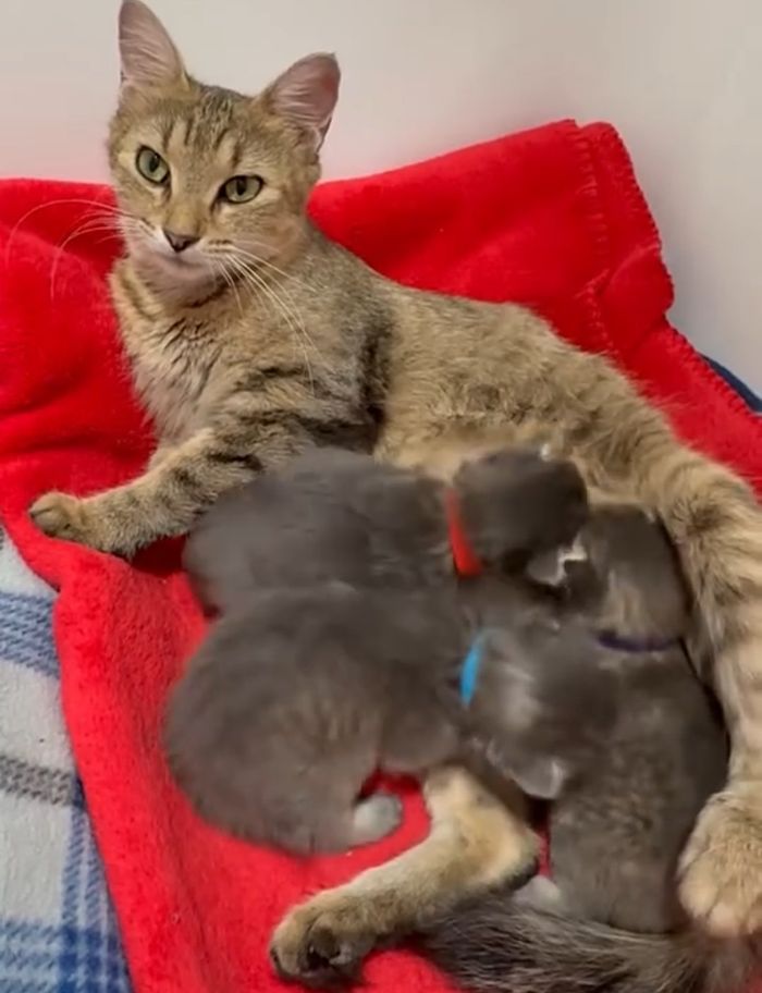 mother cat nursing kittens