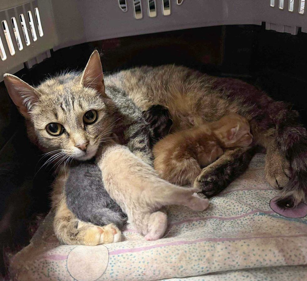 gatinhos de enfermagem da mãe gato