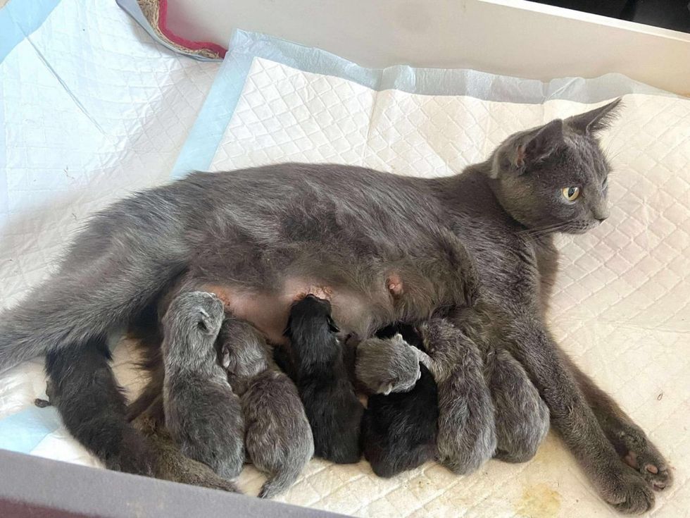 mother cat nursing kittens