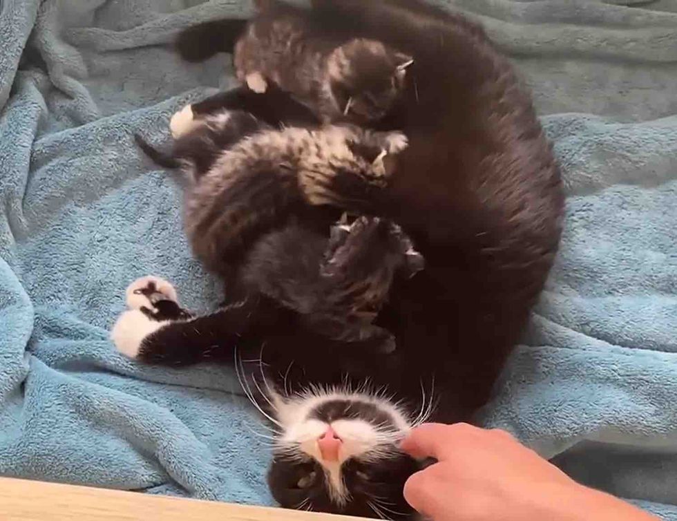 mother cat nursing kittens