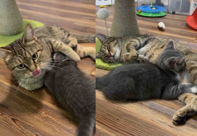 mother cat nursing kittens