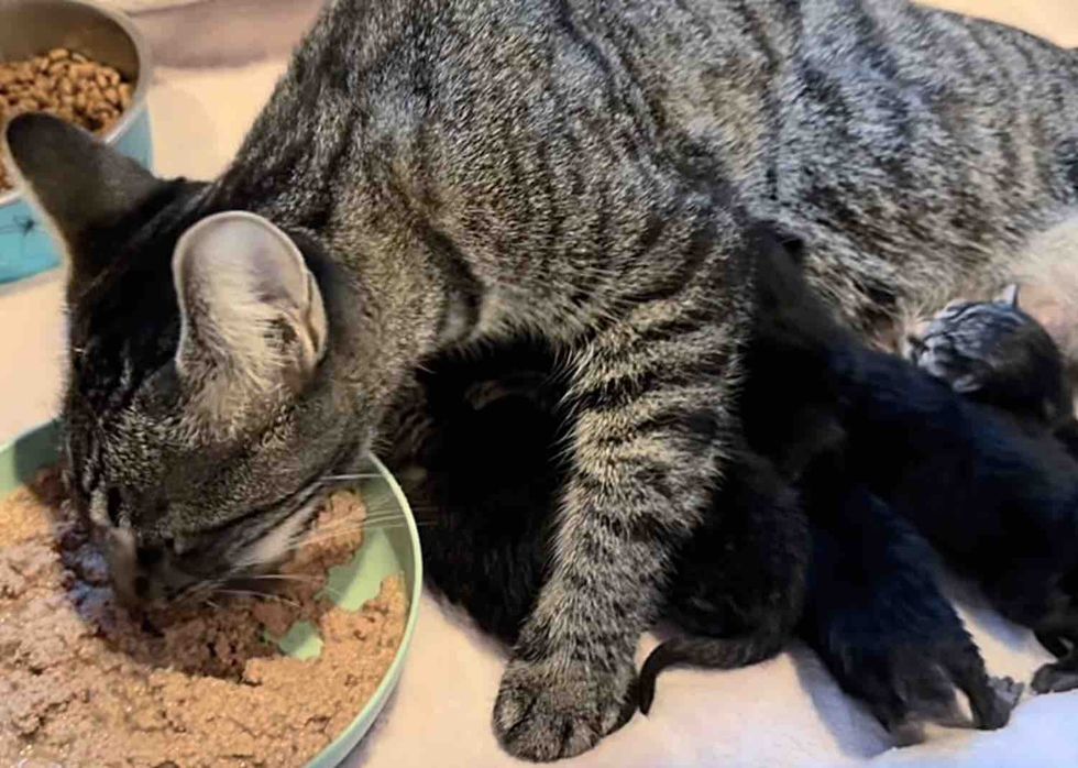 mother cat nursing kittens