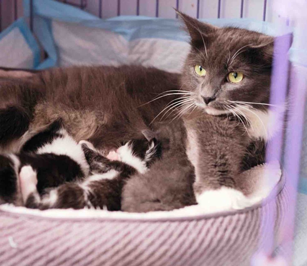 mother cat nursing kittens