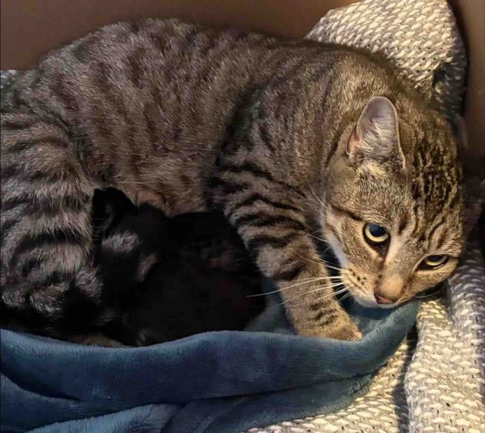 mother cat nursing kittens