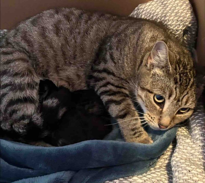mother cat nursing kittens