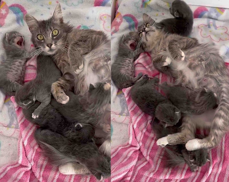 mother cat nursing kittens