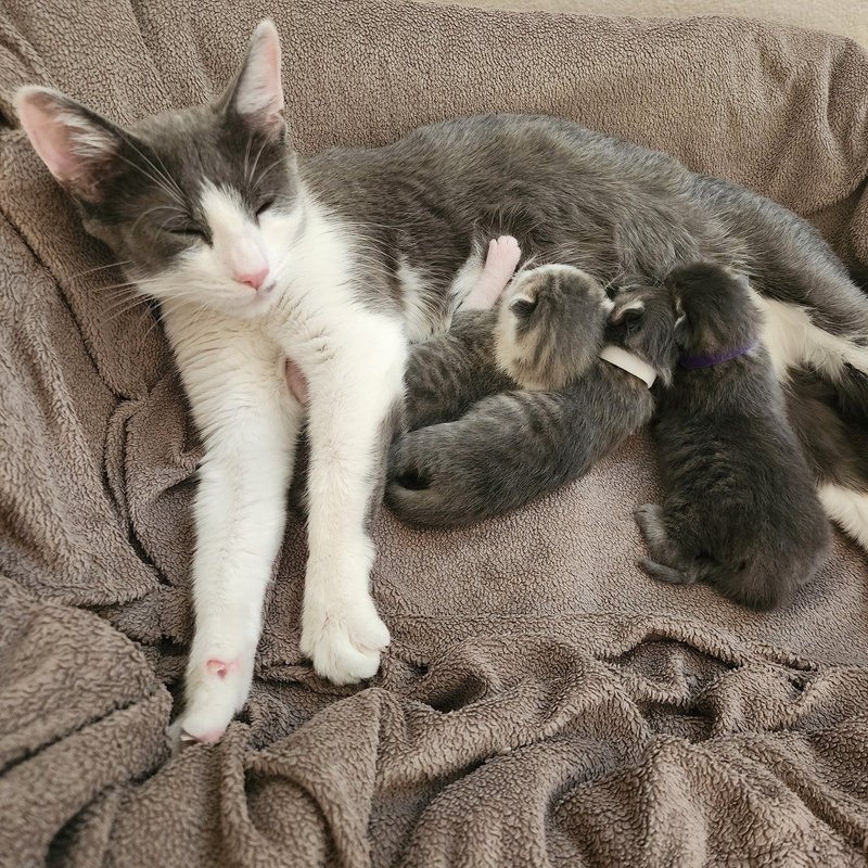 mother cat nursing kittens