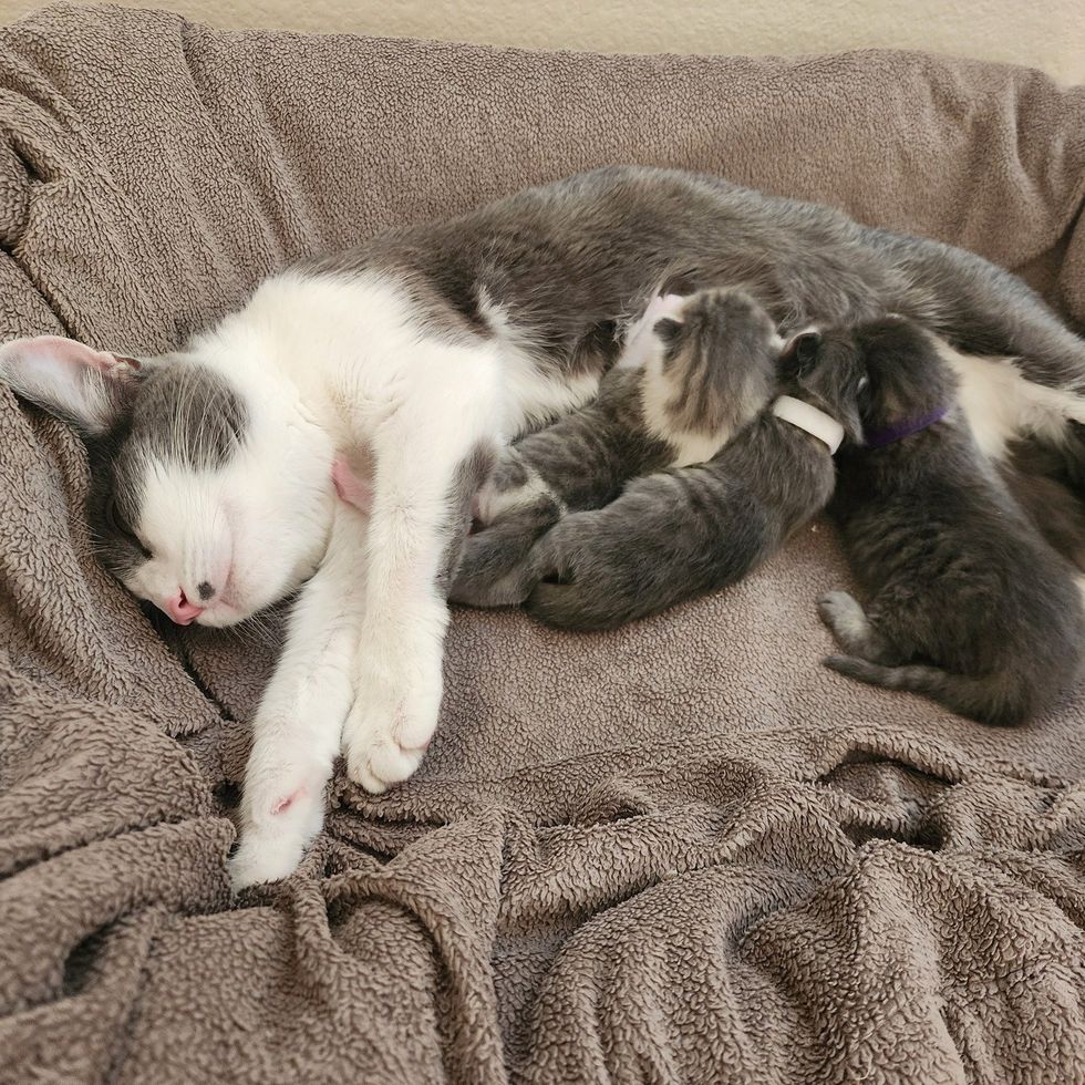 mother cat nursing kittens