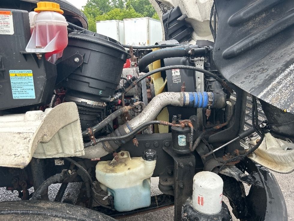mother cat nursing kittens