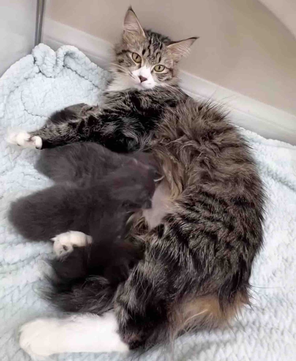 mother cat nursing kittens