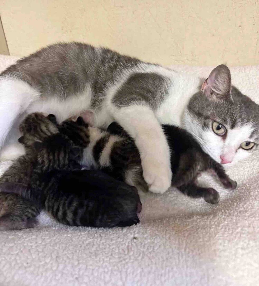 mother cat nursing kittens