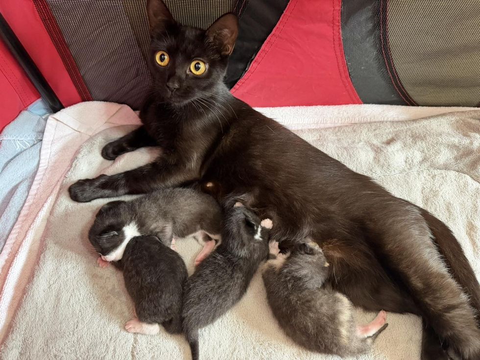 mother cat nursing kittens
