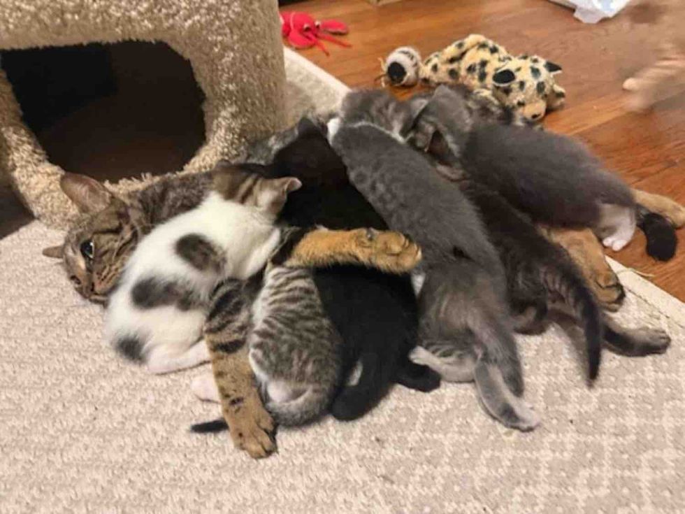 mother cat nursing kittens