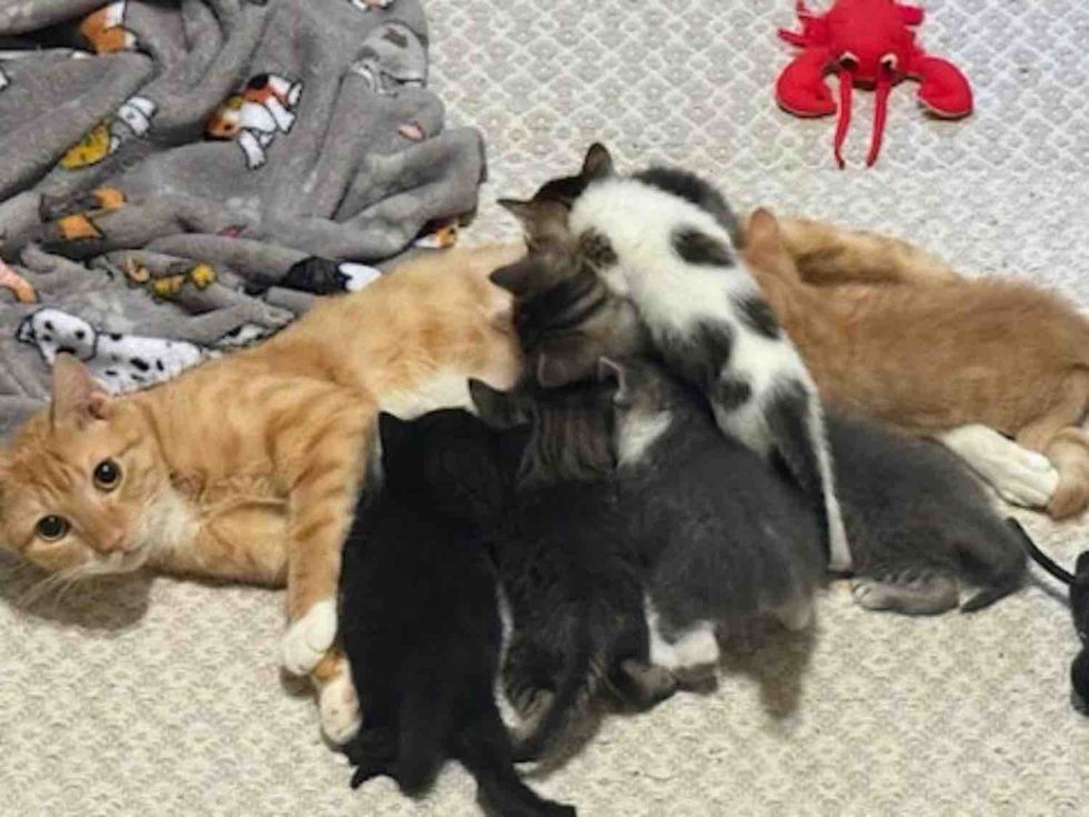 mother cat nursing kittens