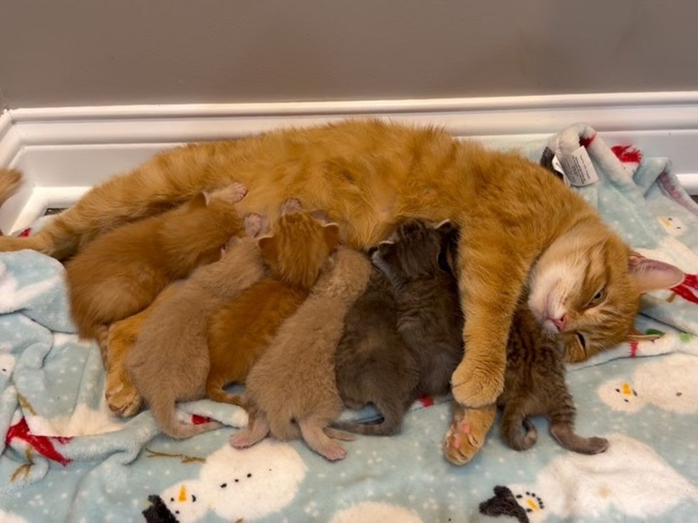 mother cat, nursing kittens