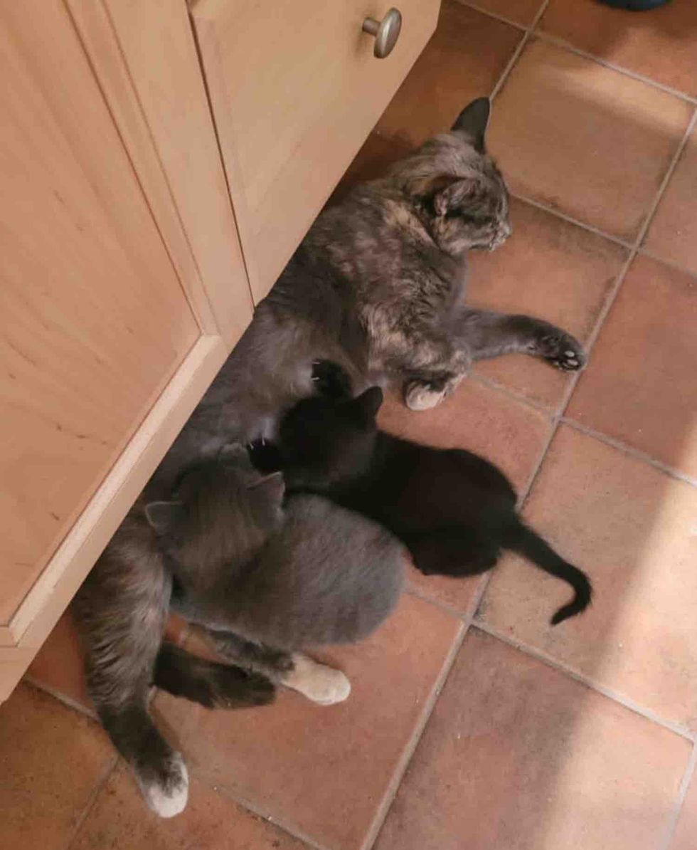 mother cat nursing kittens