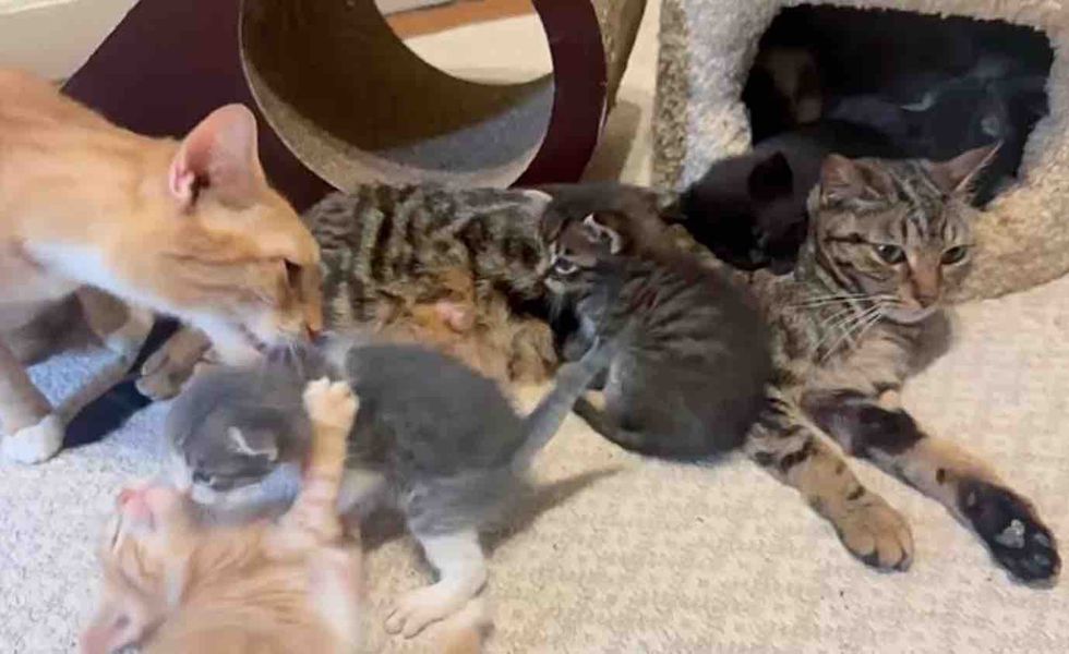 mother cat playful kittens